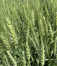 Green Hybrid Wheat Field