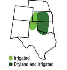 SY Flint area of primary adaptation