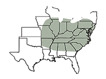 SY 547 Area of Adaptation