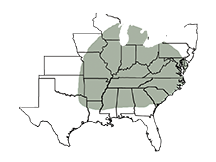 SY Viper Area of Adaptation