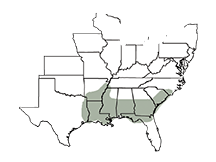 SY Collins Area of Adaptation