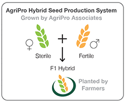 Hybrid Seed Production