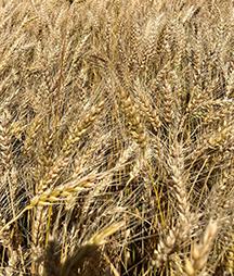 Maturing Hybrid Wheat Field